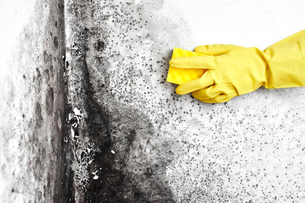 Best Emergency Mold Removal  in Seaside, OR