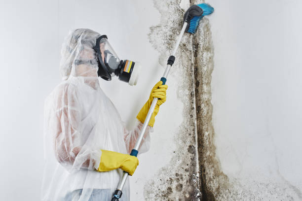 Best Office Mold Removal Services  in Seaside, OR