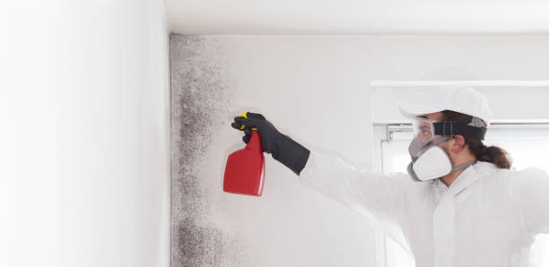 Trusted Seaside, OR Mold Removal Experts
