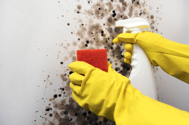 Best Fast Mold Removal  in Seaside, OR