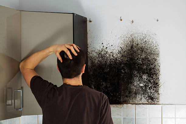 Best Black Mold Removal  in Seaside, OR