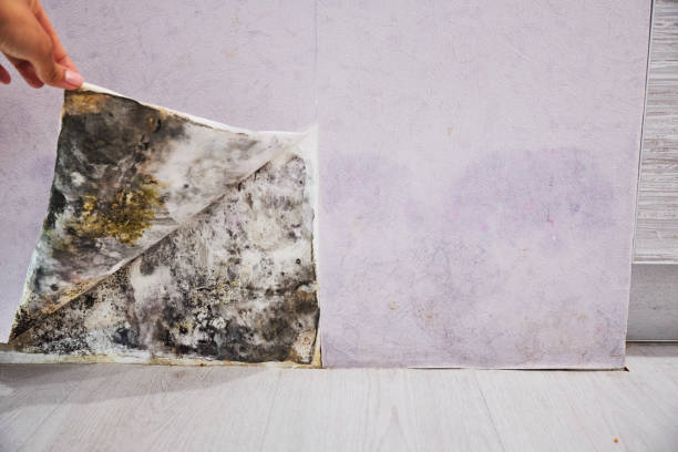 Best Mold Remediation Services  in Seaside, OR